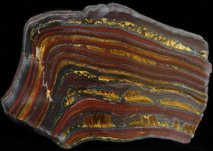 Polished Tiger Iron Stromatolite - ( Billion Years) #42611